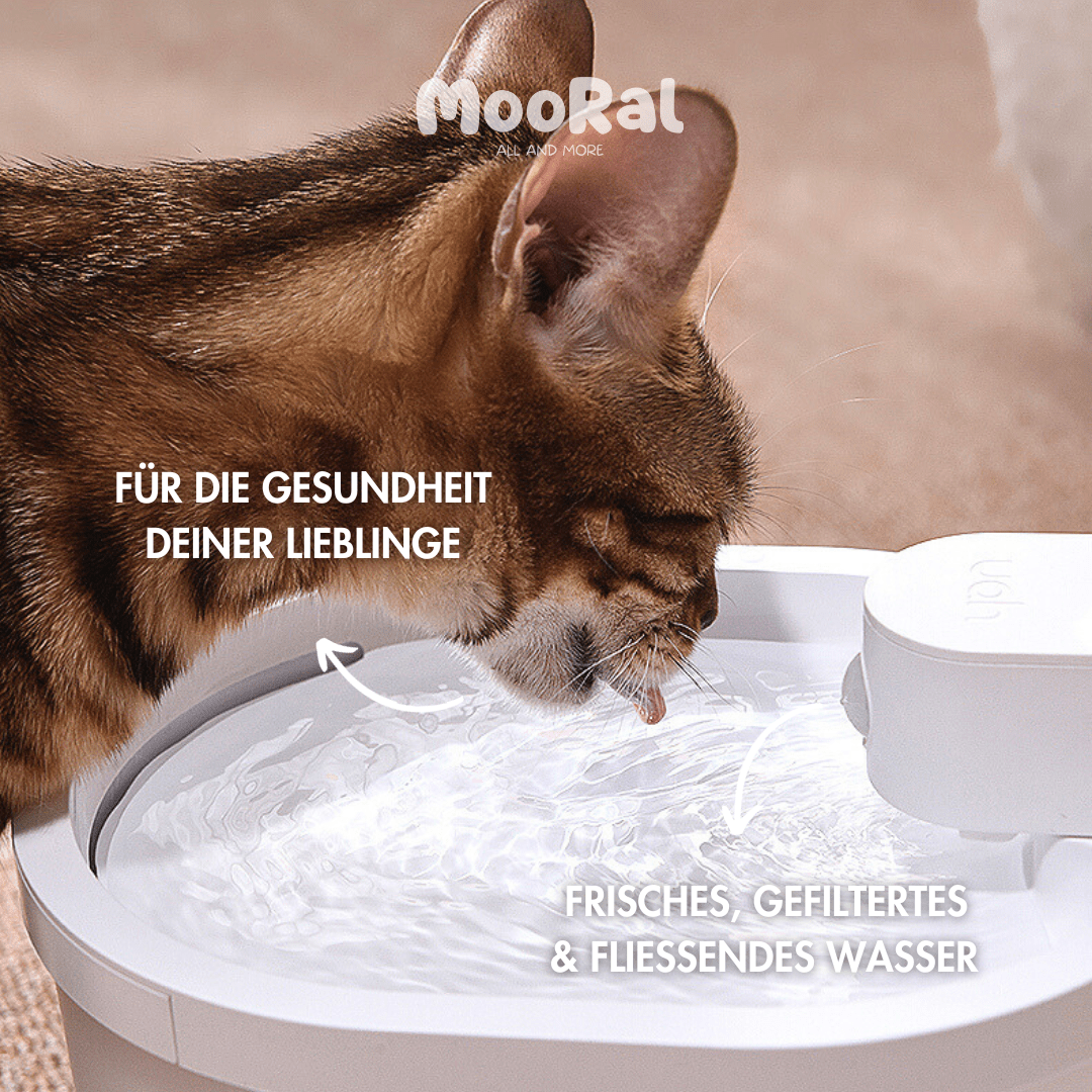 Kabelloser Katzenbrunnen, MOORAL
