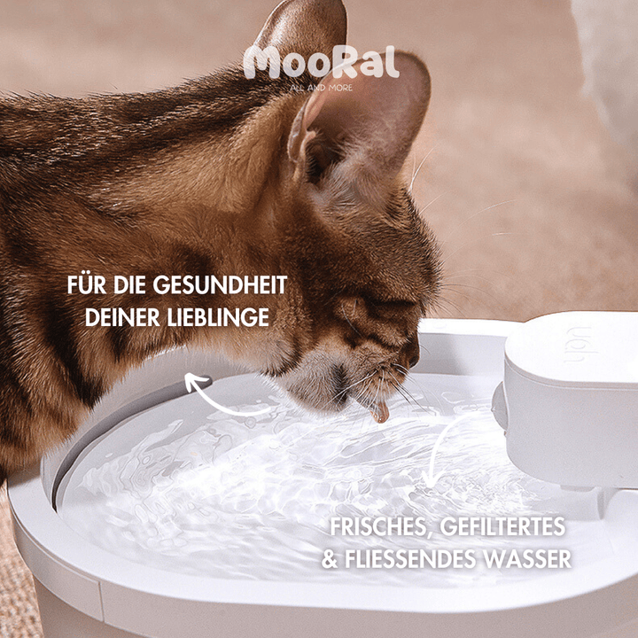 Kabelloser Katzenbrunnen, MOORAL