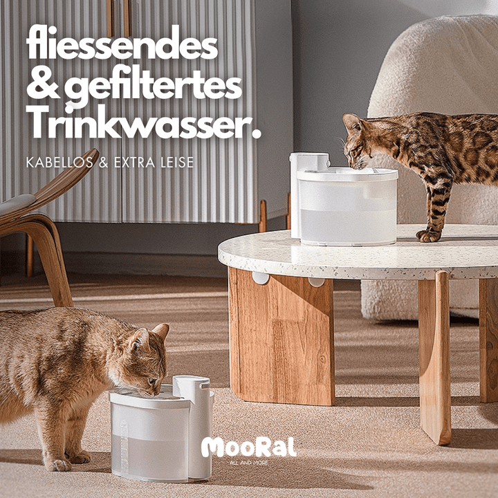 Kabelloser Katzenbrunnen, MOORAL